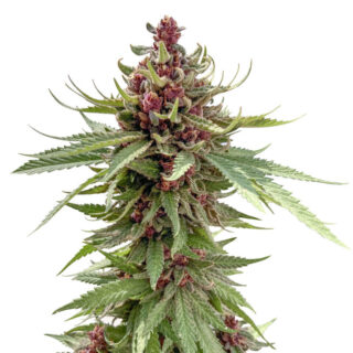 Семена сорта Girl Scout Cookies Auto fem (Nirvana Seeds) Семена сорта Girl Scout Cookies Auto fem (Nirvana Seeds)