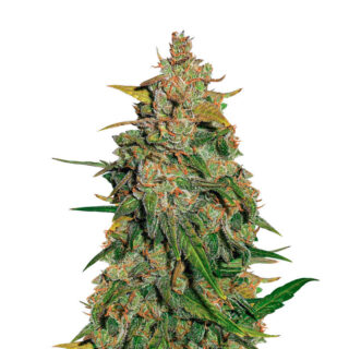 Lemon AK auto fem (FastBuds) семена конопли Lemon AK auto fem (FastBuds) семена конопли