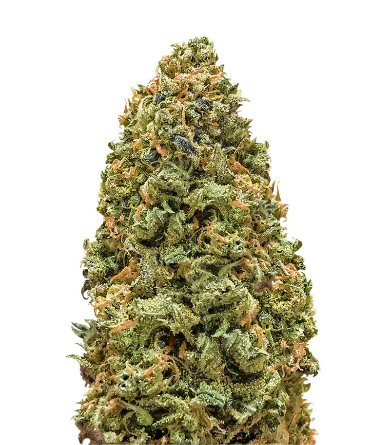 Семена сорта Bruce Banner fem (Monster Genetics) Семена сорта Bruce Banner fem (Monster Genetics)