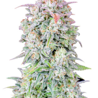 Семена сорта Original Afghan Kush Auto fem (FastBuds) Семена сорта Original Afghan Kush Auto fem (FastBuds)