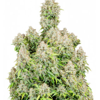 Семена сорта Original Cinderella Auto fem (FastBuds) Семена сорта Original Cinderella Auto fem (FastBuds)