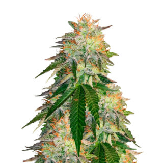 Runtz Punch fem (Herbies Seeds) Runtz Punch fem (Herbies Seeds)