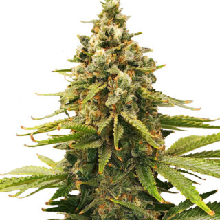 Slurricane fem (Advanced Seeds) семена конопли Slurricane fem (Advanced Seeds) семена конопли