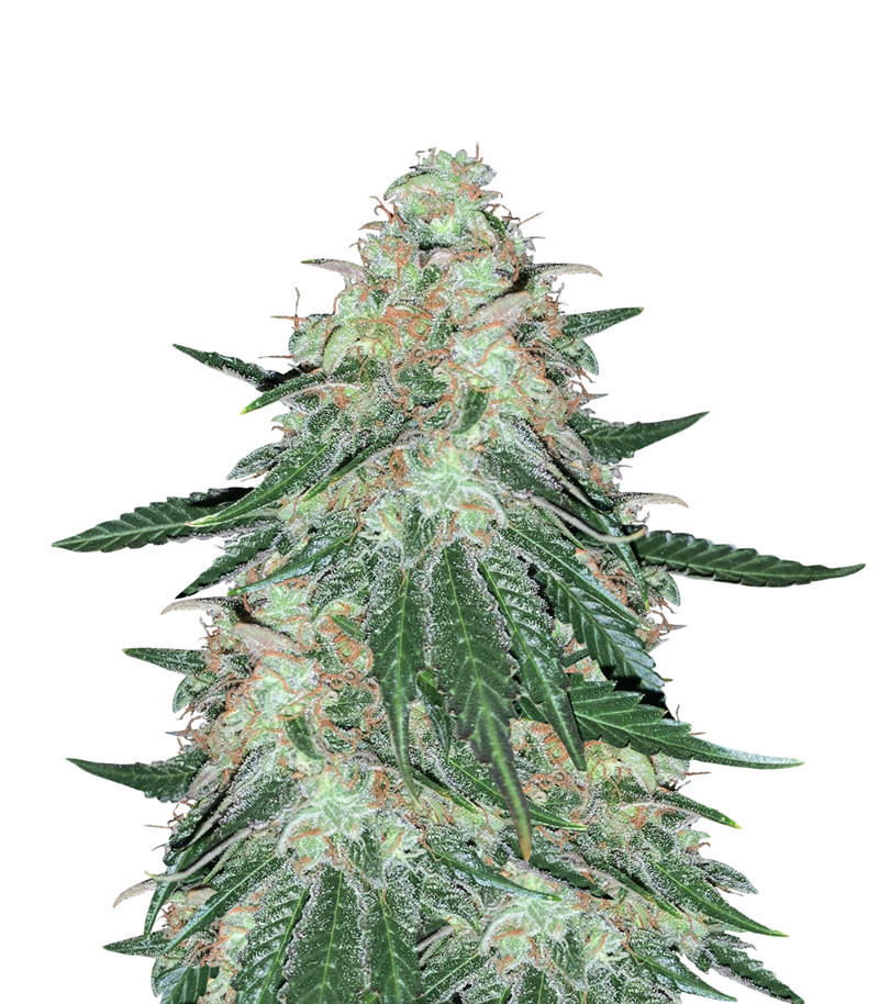 Семена сорта Sweet ZZ fem (Sweet Zkittlez) (RQS) Семена сорта Sweet ZZ fem (Sweet Zkittlez) (RQS)