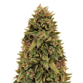 Blueberry OG fem (Barney's Farm)