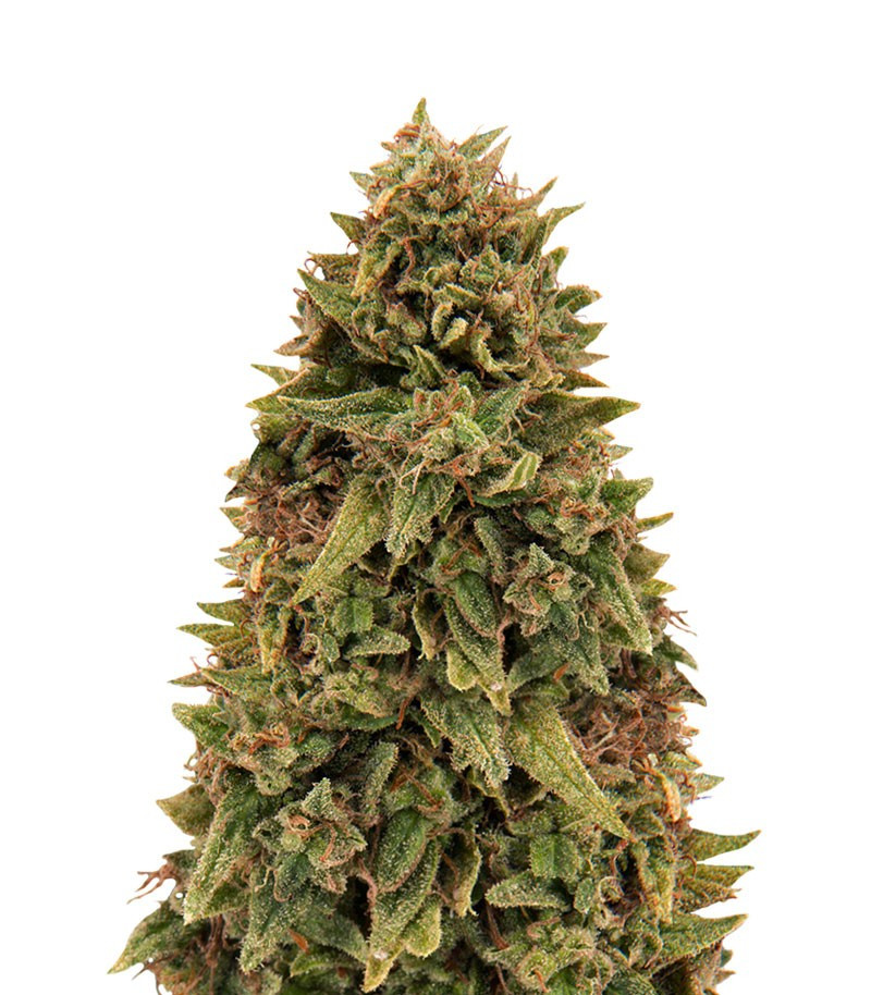 Blueberry OG fem (Barney's Farm) Blueberry OG fem (Barney's Farm)