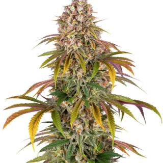 Lemon Tree fem (Barney's Farm) Lemon Tree fem (Barney's Farm)