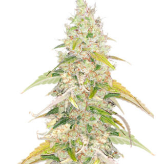 Original Jack Herer Auto fem (FastBuds) Original Jack Herer Auto fem (FastBuds)