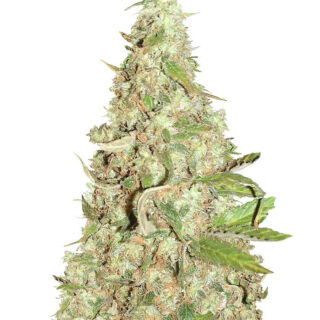 Семена сорта Afghan Cow fem (Dr. Krippling Seeds) Семена сорта Afghan Cow fem (Dr. Krippling Seeds)