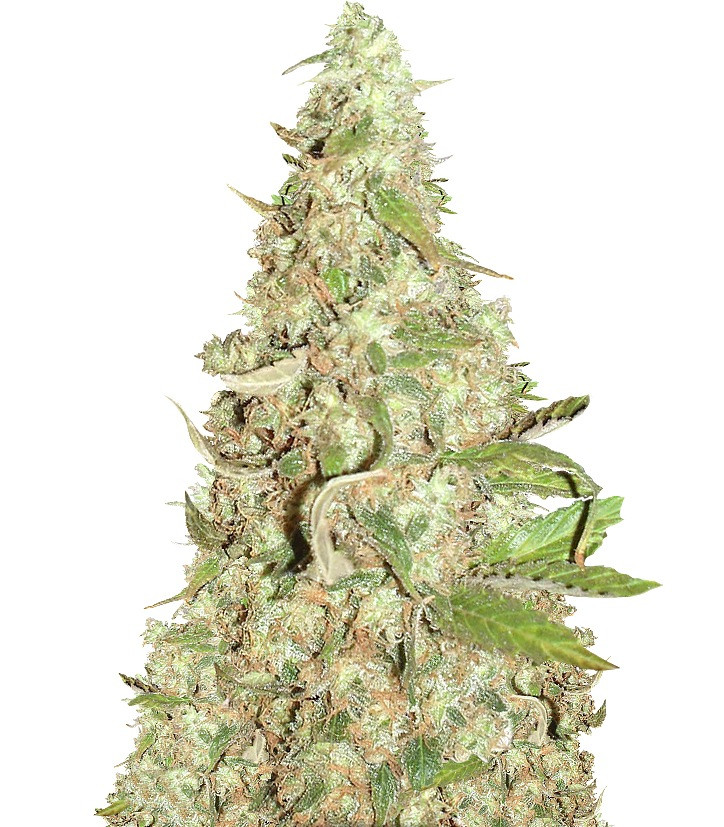 Семена сорта Afghan Cow fem (Dr. Krippling Seeds) Семена сорта Afghan Cow fem (Dr. Krippling Seeds)