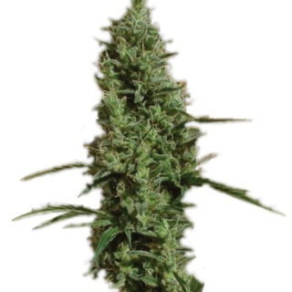 Семена сорта Atomical Haze fem (Paradise Seeds) Семена сорта Atomical Haze fem (Paradise Seeds)