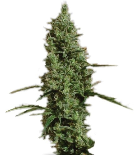 Семена сорта Atomical Haze fem (Paradise Seeds) Семена сорта Atomical Haze fem (Paradise Seeds)