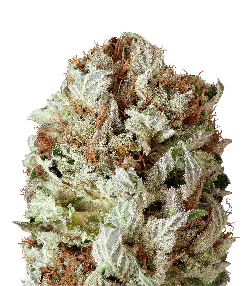 Extreme Impact Auto fem (Heavyweight Seeds) Extreme Impact Auto fem (Heavyweight Seeds)