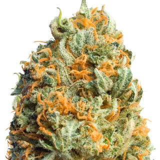 Fully Loaded Auto fem (Heavyweight Seeds) Fully Loaded Auto fem (Heavyweight Seeds)