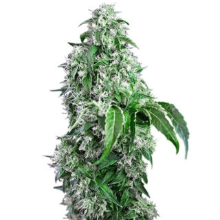 Big Devil F1 Fast Version fem (Sweet Seeds) Big Devil F1 Fast Version fem (Sweet Seeds)