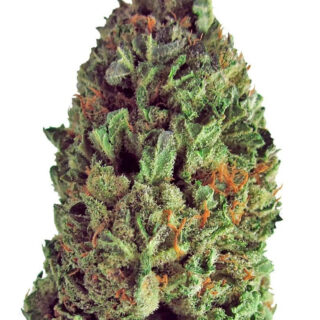 Budzilla fem (Heavyweight Seeds) Budzilla fem (Heavyweight Seeds)