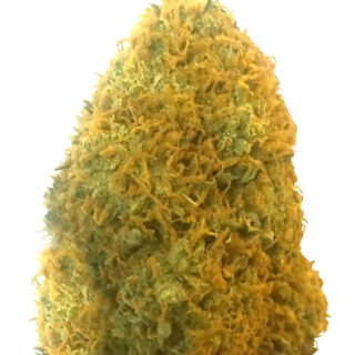 Champion fem (Heavyweight Seeds) Champion fem (Heavyweight Seeds)