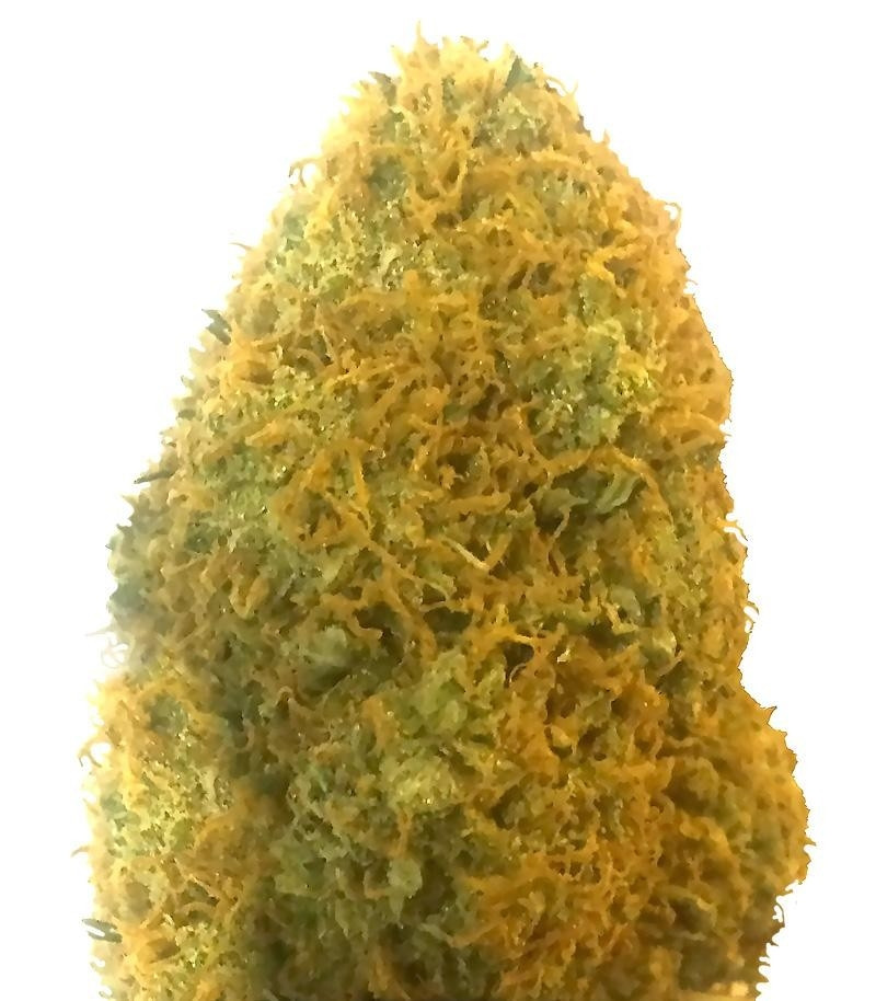 Champion fem (Heavyweight Seeds) Champion fem (Heavyweight Seeds)