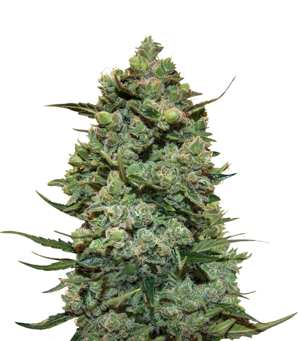 Семена сорта Cookies Kush (Barney's Farm) Семена сорта Cookies Kush (Barney's Farm)