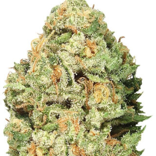 Fruit Punch Auto fem (Heavyweight Seeds) Fruit Punch Auto fem (Heavyweight Seeds)