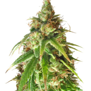 Семена сорта Ganj-nam Style fem (Dr. Krippling Seeds)