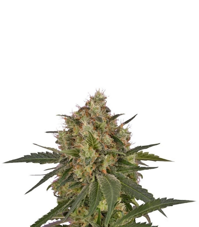 Ice fem (RQS) семена конопли Ice fem (RQS) семена конопли