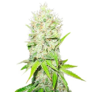 Семена сорта Jack La Mota Семена сорта Jack La Mota