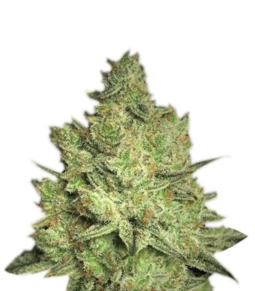 Семена сорта Jacky White fem (Paradise Seeds) Семена сорта Jacky White fem (Paradise Seeds)