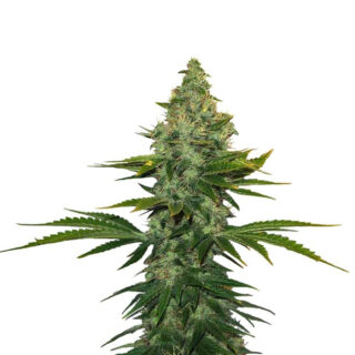 Liberty Haze fem (Barney's Farm) Liberty Haze fem (Barney's Farm)