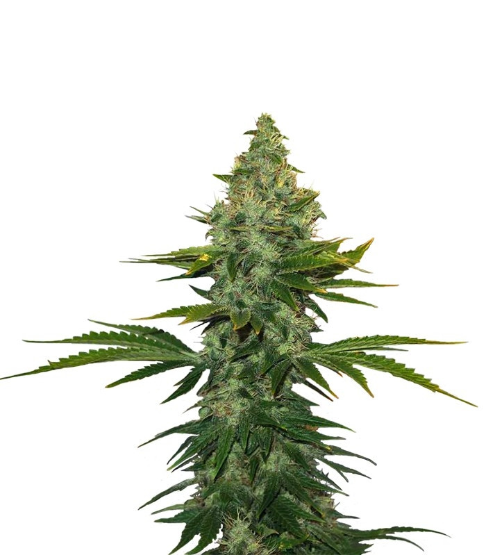Liberty Haze fem (Barney's Farm) Liberty Haze fem (Barney's Farm)