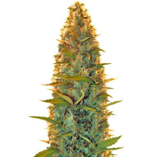 Lowryder auto regular (Doctor’s Choiсe)