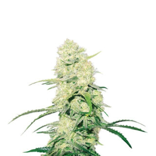 Malakoff fem (Medical Seeds) Malakoff fem (Medical Seeds)
