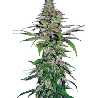 Northern Lights fem (Pyramid Seeds) Northern Lights fem (Pyramid Seeds)