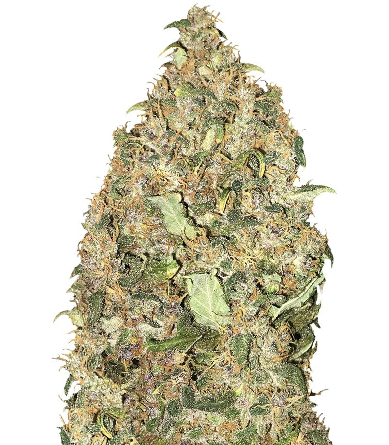 Peyote Cookies fem (Barney's Farm) Peyote Cookies fem (Barney's Farm)