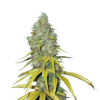 Семена сорта Raspberry Cough fem (Nirvana Seeds) Семена сорта Raspberry Cough fem (Nirvana Seeds)