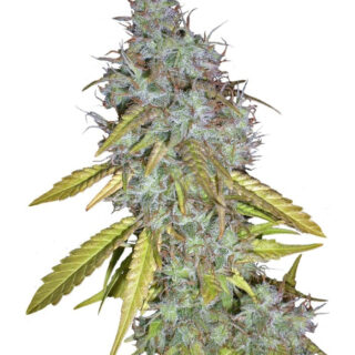 Семена сорта Red Cherry Berry (Barney's Farm)