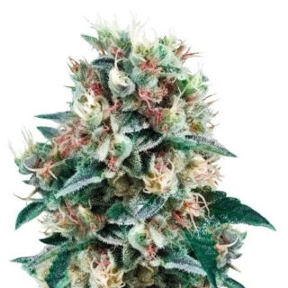 Royal Creamatic auto fem (RQS) семена конопли Royal Creamatic auto fem (RQS) семена конопли