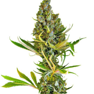 Семена сорта Sweet Cheese F1 Fast Version fem (Sweet Seeds) Семена сорта Sweet Cheese F1 Fast Version fem (Sweet Seeds)