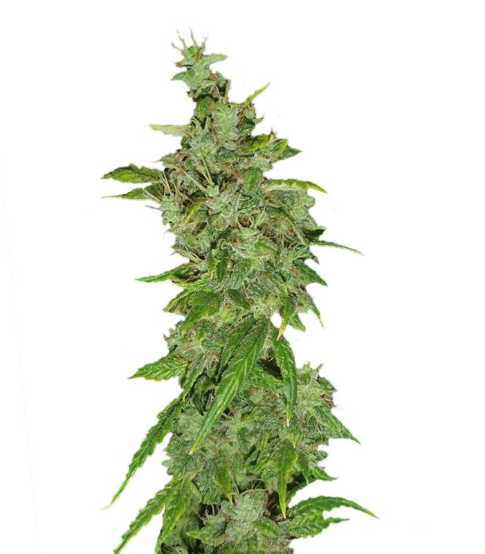 Tangerine Dream fem (Barney's Farm) Tangerine Dream fem (Barney's Farm)