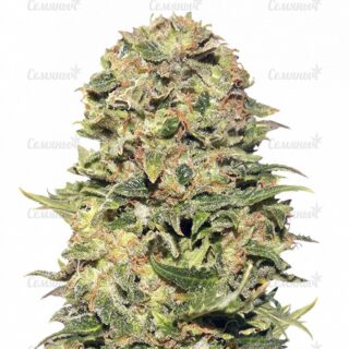 Семена сорта White Widow (00 Seeds) Семена сорта White Widow (00 Seeds)