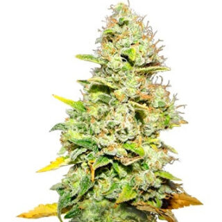 White Widow fem (Medical Seeds) White Widow fem (Medical Seeds)