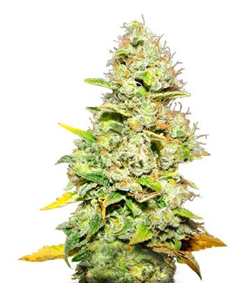 White Widow fem (Medical Seeds) White Widow fem (Medical Seeds)