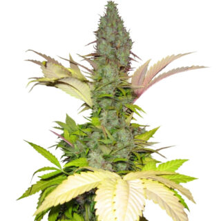 Семена сорта White Widow regular (Dutch Passion)