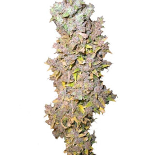 Northern Lights fem (Nirvana Seeds) Northern Lights fem (Nirvana Seeds)