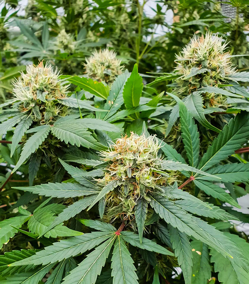 Семена сорта Stromboli Auto fem (Paradise Seeds) Семена сорта Stromboli Auto fem (Paradise Seeds) — изображение 3
