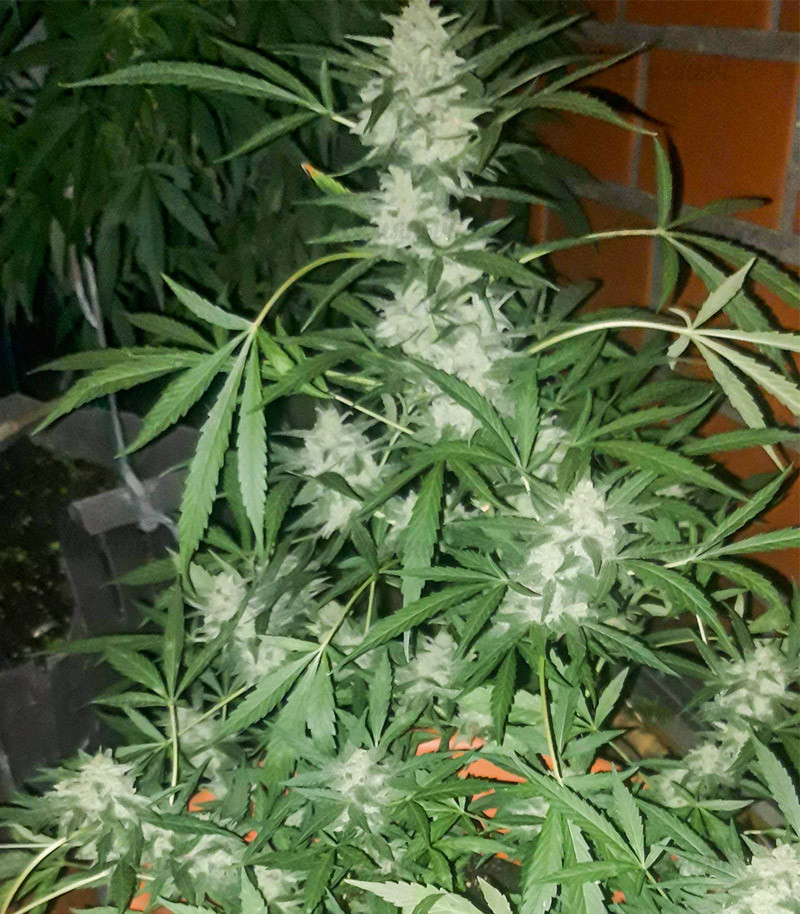Семена сорта Stromboli Auto fem (Paradise Seeds) Семена сорта Stromboli Auto fem (Paradise Seeds) — изображение 2
