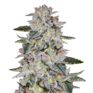 Cорт Sweet Valley Kush (GHS) Cорт Sweet Valley Kush (GHS)