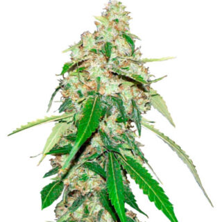 Top Dawg fem (Barney's Farm) семена конопли