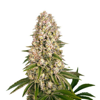 Семена сорта Tropicanna Banana fem (Barney's Farm)