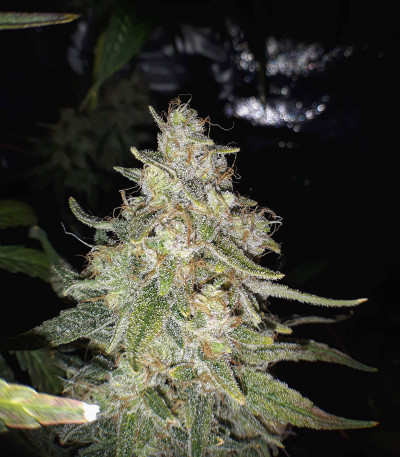 Tutankhamon fem (Pyramid Seeds) семена конопли Tutankhamon fem (Pyramid Seeds) семена конопли — изображение 6